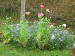 Nigelles,pavots et hortensia