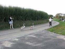 Oies sauvages en promenade