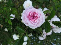 fleur
